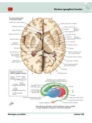 Anatomia - Netter.pdf
