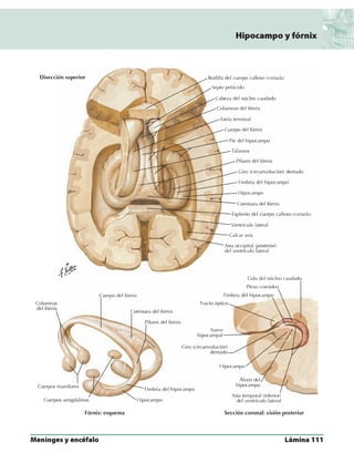 Anatomia - Netter.pdf