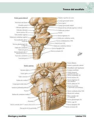 Anatomia - Netter.pdf