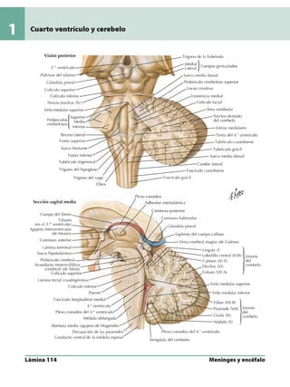 Anatomia - Netter.pdf