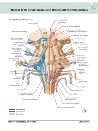 Anatomia - Netter.pdf