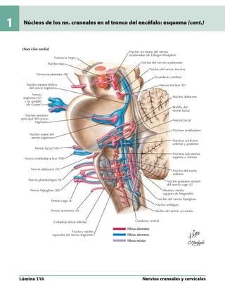Anatomia - Netter.pdf
