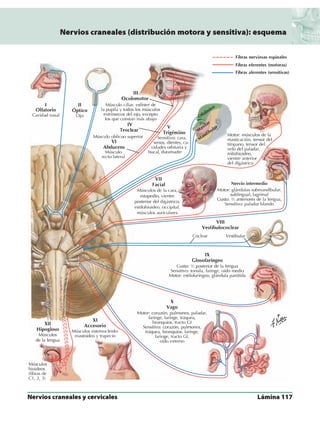 Anatomia - Netter.pdf