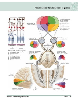 Anatomia - Netter.pdf