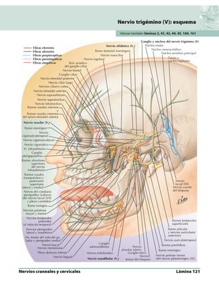 Anatomia - Netter.pdf