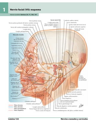 Anatomia - Netter.pdf