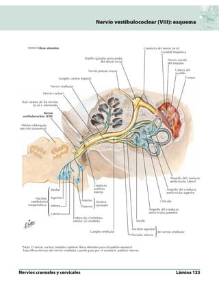 Anatomia - Netter.pdf