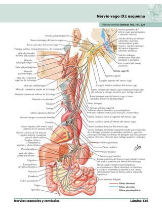 Anatomia - Netter.pdf