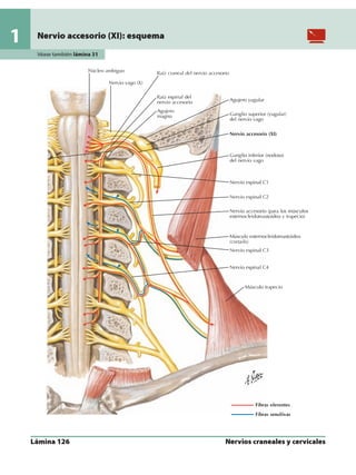 Anatomia - Netter.pdf