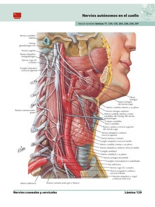 Anatomia - Netter.pdf