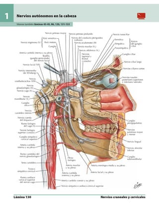 Anatomia - Netter.pdf