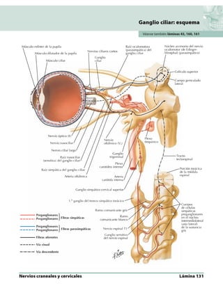 Anatomia - Netter.pdf