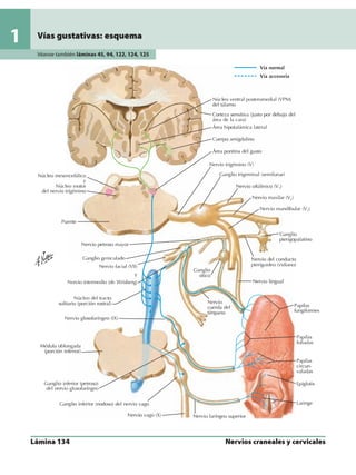 Anatomia - Netter.pdf