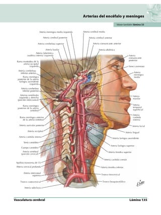Anatomia - Netter.pdf