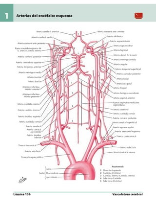 Anatomia - Netter.pdf