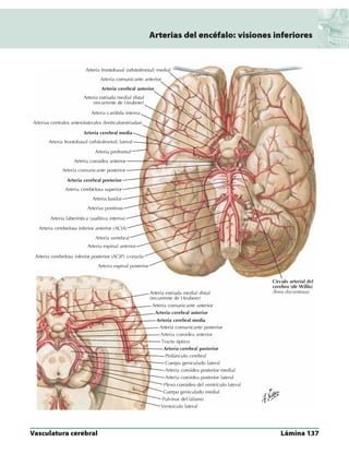 Anatomia - Netter.pdf
