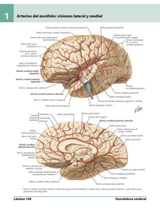 Anatomia - Netter.pdf