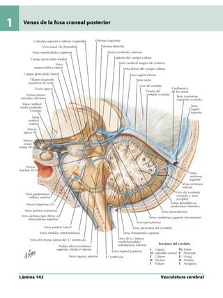 Anatomia - Netter.pdf