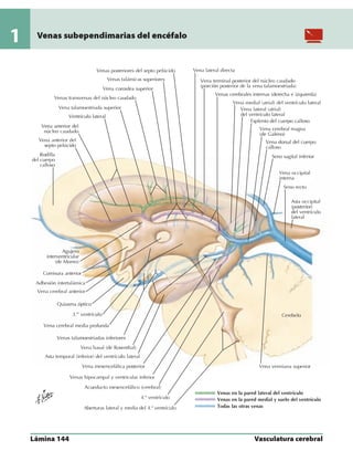 Anatomia - Netter.pdf