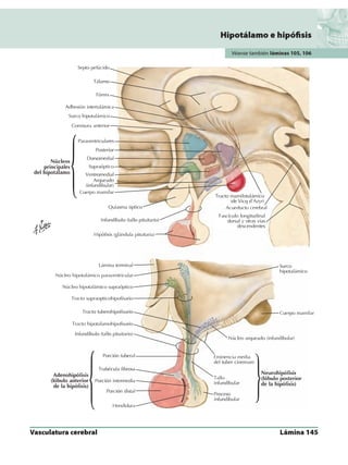 Anatomia - Netter.pdf