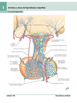 Anatomia - Netter.pdf
