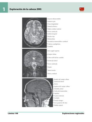 Anatomia - Netter.pdf