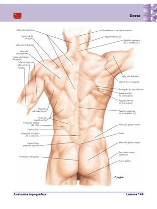 Anatomia - Netter.pdf