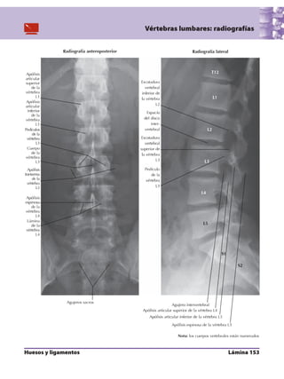Anatomia - Netter.pdf