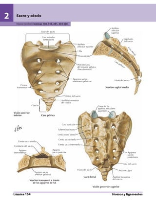 Anatomia - Netter.pdf