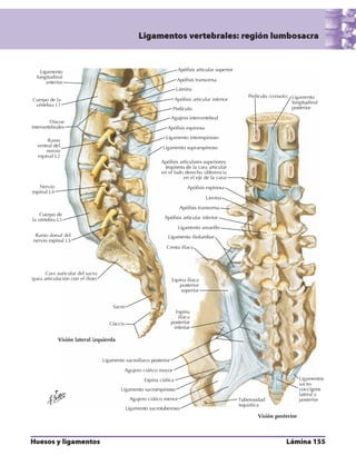 Anatomia - Netter.pdf