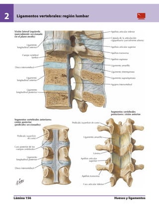 Anatomia - Netter.pdf