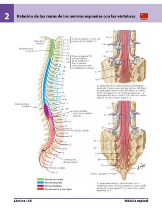 Anatomia - Netter.pdf