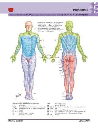 Anatomia - Netter.pdf