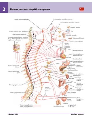 Anatomia - Netter.pdf