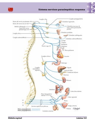Anatomia - Netter.pdf