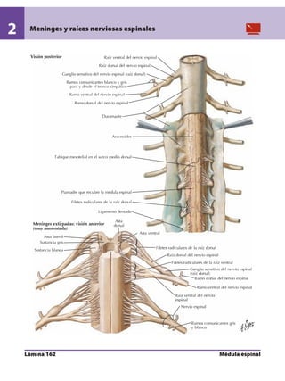 Anatomia - Netter.pdf