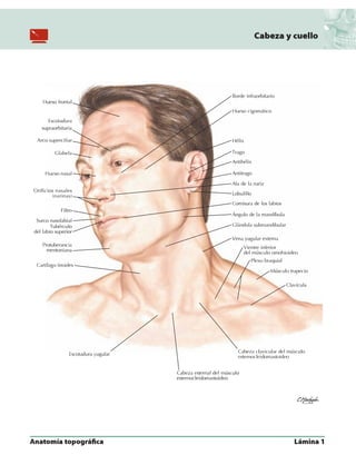 Anatomia - Netter.pdf