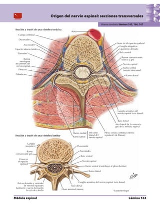 Anatomia - Netter.pdf