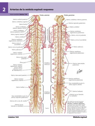 Anatomia - Netter.pdf