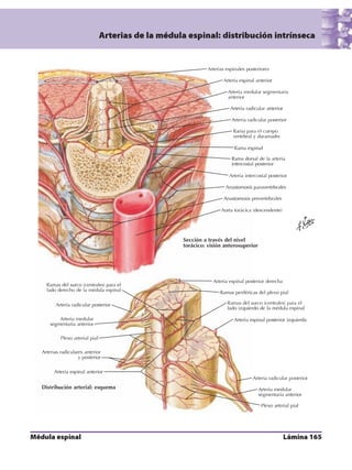 Anatomia - Netter.pdf