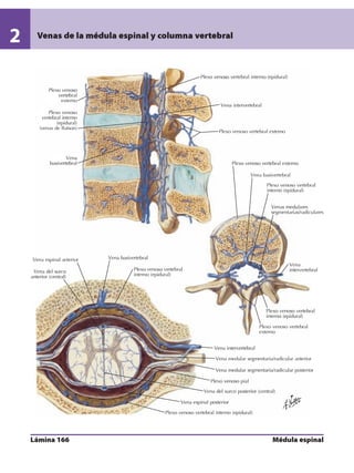 Anatomia - Netter.pdf