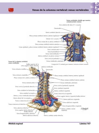 Anatomia - Netter.pdf