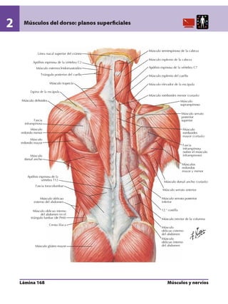 Anatomia - Netter.pdf
