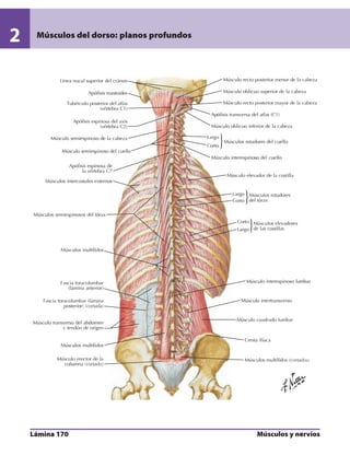 Anatomia - Netter.pdf