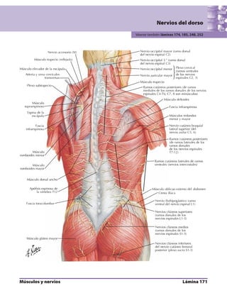 Anatomia - Netter.pdf