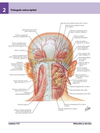 Anatomia - Netter.pdf