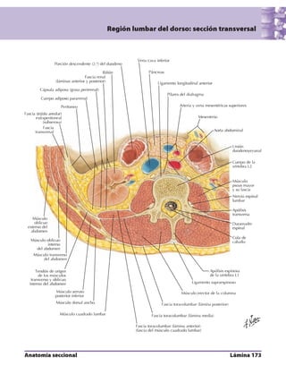 Anatomia - Netter.pdf