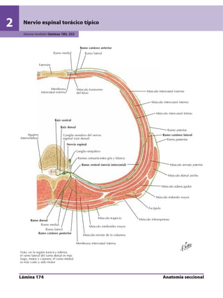 Anatomia - Netter.pdf