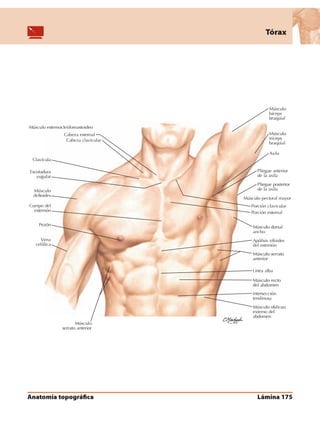 Anatomia - Netter.pdf