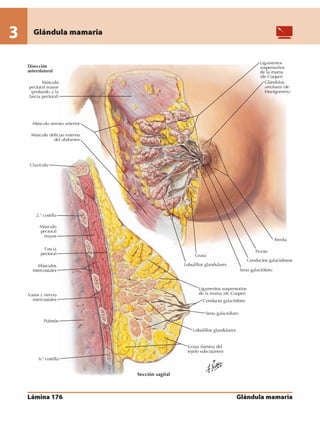 Anatomia - Netter.pdf